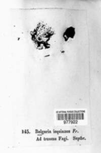 Bulgaria inquinans image